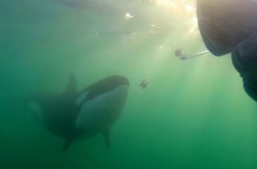 An orca offers a diver a piece of Eagle Ray liver off New Zealand in the Western South Pacific as shown in this handout image provided by Orca Research Trust. THE CANADIAN PRESS/Handout — Orca Research Trust (Mandatory Credit)
