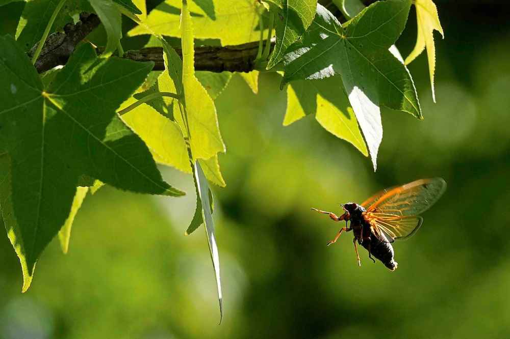 A and periodical cicada flies to a branch of an American Sweetgum tree in the Valley View Nature Preserve, Monday, May 26, 2025, in Milford, Ohio. (AP Photo/Carolyn Kaster)