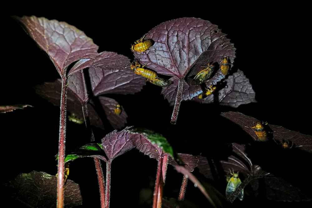 Periodical cicada nymphs and adults are seen on the underside of a begonia plant after a heavy rain, Friday, May 16, 2025, in Cincinnati. (AP Photo/Carolyn Kaster)