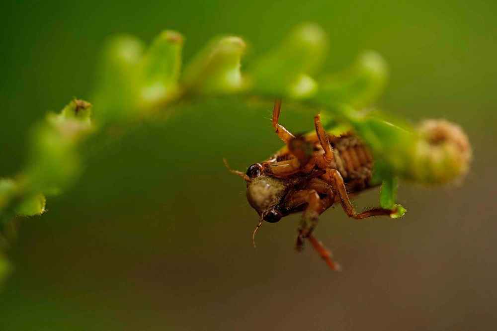 A periodical cicada nymph climbs to the end of a fern frond, Friday, May 16, 2025, in Cincinnati. (AP Photo/Carolyn Kaster)