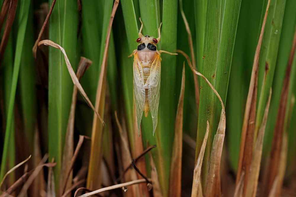 An adult periodical cicada, shortly after shedding its nymphal skin, climbs up the leaves of an iris flower, Friday, May 16, 2025, in Cincinnati. (AP Photo/Carolyn Kaster)