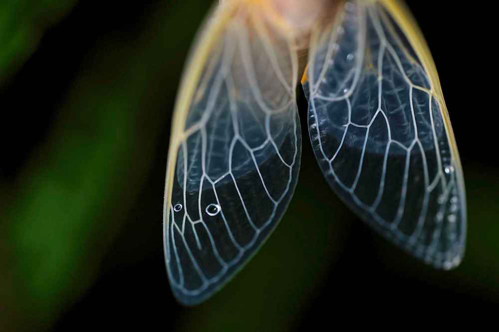 The veins of an adult periodical cicada's translucent wings are illuminated shortly after shedding its nymphal skin after a heavy rain, Friday, May 16, 2025, in Cincinnati. (AP Photo/Carolyn Kaster)