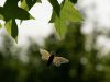 A and periodical cicada flies to a branch of an American Sweetgum tree in the Valley View Nature Preserve, Monday, May 26, 2025, in Milford, Ohio. (AP Photo/Carolyn Kaster)