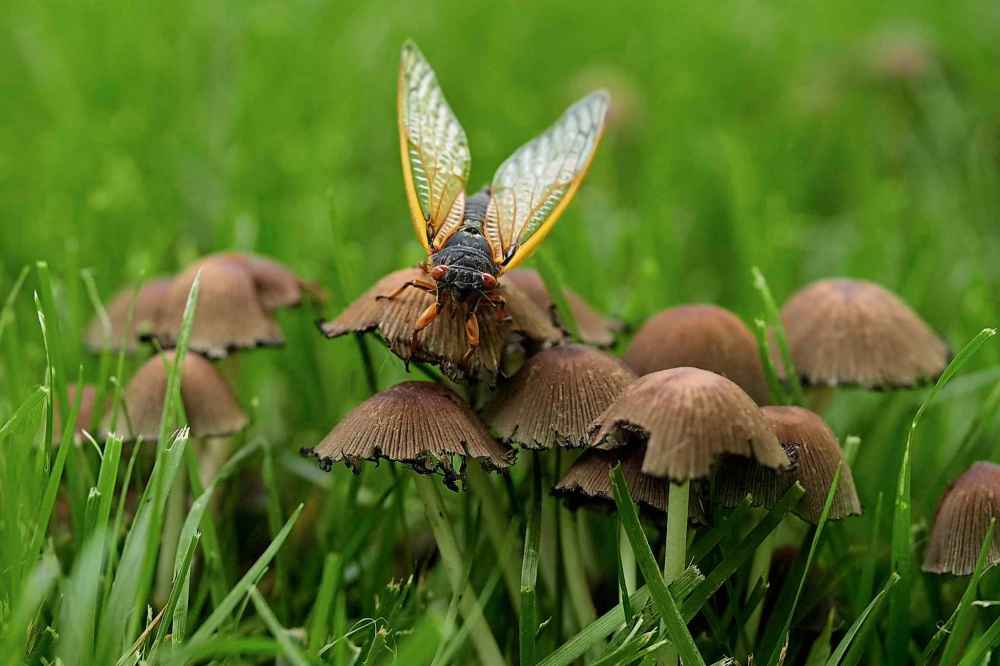 An adult periodical cicada flaps its wing on a mushroom top, Friday, May 16, 2025, in Loveland, Ohio. (AP Photo/Carolyn Kaster)