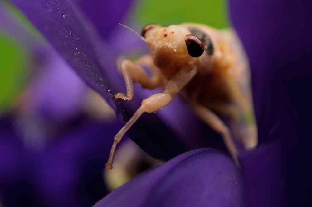An newly molted adult periodical cicada crawls on an iris flower, Friday, May 16, 2025, in Cincinnati. (AP Photo/Carolyn Kaster)