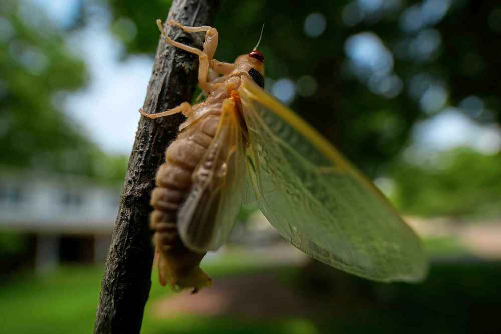 A newly molted adult periodical cicada clings to a branch on Tuesday, May 15, 2025, in Loveland, Ohio. (AP Photo/Carolyn Kaster)