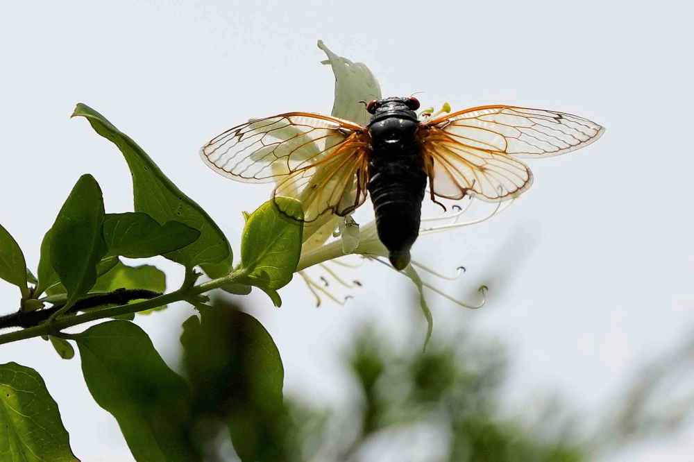 An adult periodical cicada flies to a flower at Valley View Nature Preserve, Saturday, May 24, 2025, in Milford, Ohio. (AP Photo/Carolyn Kaster)