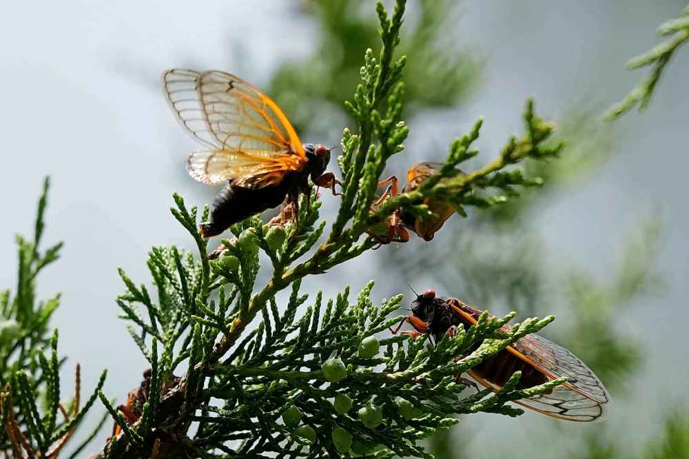 Periodical cicadas fly and gather on a Eastern Redcedar tree at Valley View Nature Preserve, Saturday, May 24, 2025, in Milford, Ohio. (AP Photo/Carolyn Kaster)