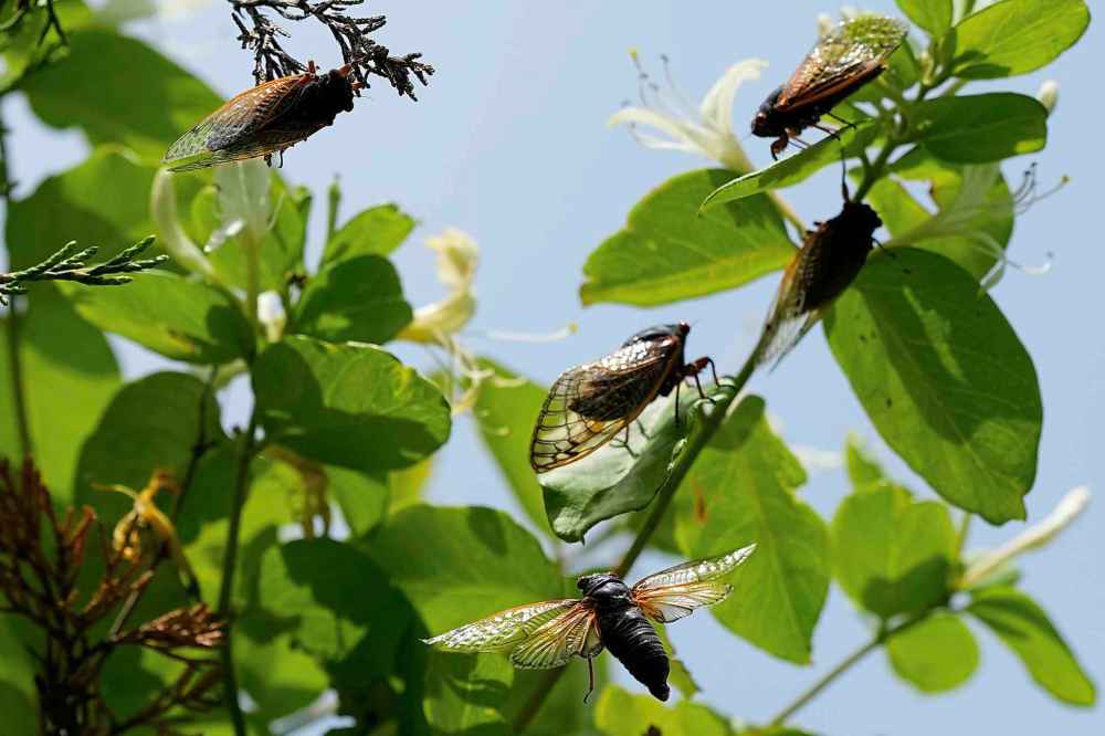 Periodical cicadas fly among the tree tops at Valley View Nature Preserve, Saturday, May 24, 2025, in Milford, Ohio. (AP Photo/Carolyn Kaster)