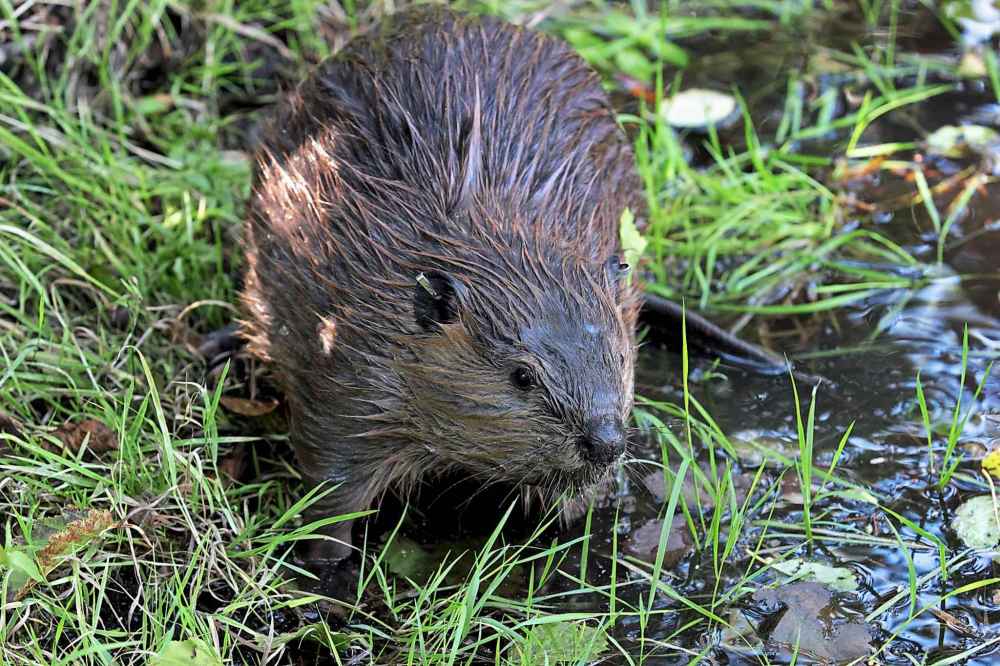 The beaver even predates the Maple Leaf as a Canadian symbol. THE ASSOCIATED PRESS/Manuel Valdes