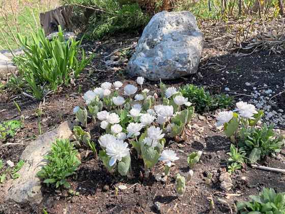 Double Bloodroot Sanguinaria canadensis is a spring-flowering herbaceous woodland perennial native to southern Manitoba. (Deb Fast)