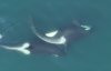 Members of the southern resident killer whales in the Salish Sea off of B.C.'s coast are seen in this handout photo, rubbing a piece of kelp between their bodies. Researchers hypothesize that the animals use the tool for both grooming and social purposes. THE CANADIAN PRESS/Handout — Center for Whale Research, NMFS NOAA Permit 27038 (Mandatory Credit)