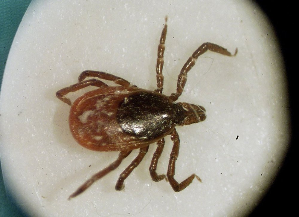 FILE - This is a March 2002 file photo of a deer tick under a microscope in the entomology lab at the University of Rhode Island in South Kingstown, R.I. (AP Photo/Victoria Arocho, File)