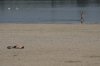 A woman wades through the Danube river as a man lies sunbathing on the bank during a hot summer day in Belgrade, Serbia, Thursday, July 3, 2025. (AP Photo/Darko Vojinovic)