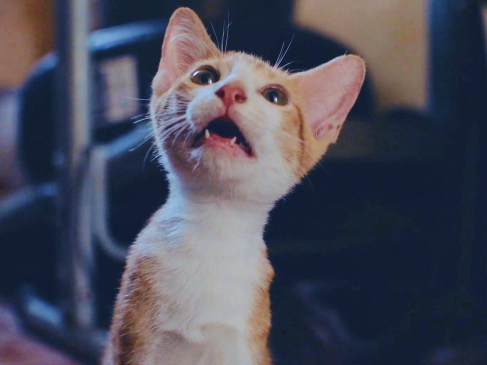 This image released by Oscilloscope Laboratories shows promotional art for Cat Video Fest 2025. (Oscilloscope Laboratories via AP)