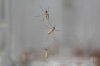 FILE - Mosquitoes cling to the inside of a jar loaded with repellent during a test as part of a tour of the Center for Disease Control laboratory in Fort Collins, Colo., on April 4, 2024. (AP Photo/David Zalubowski, File)