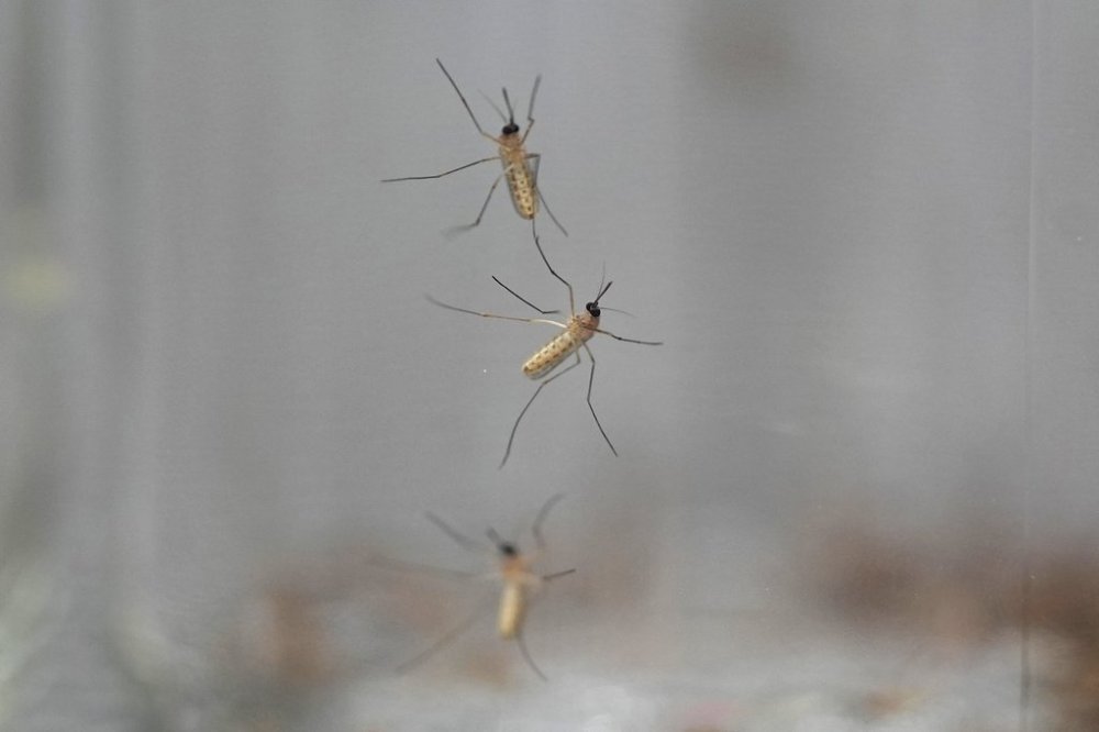 FILE - Mosquitoes cling to the inside of a jar loaded with repellent during a test as part of a tour of the Center for Disease Control laboratory in Fort Collins, Colo., on April 4, 2024. (AP Photo/David Zalubowski, File)