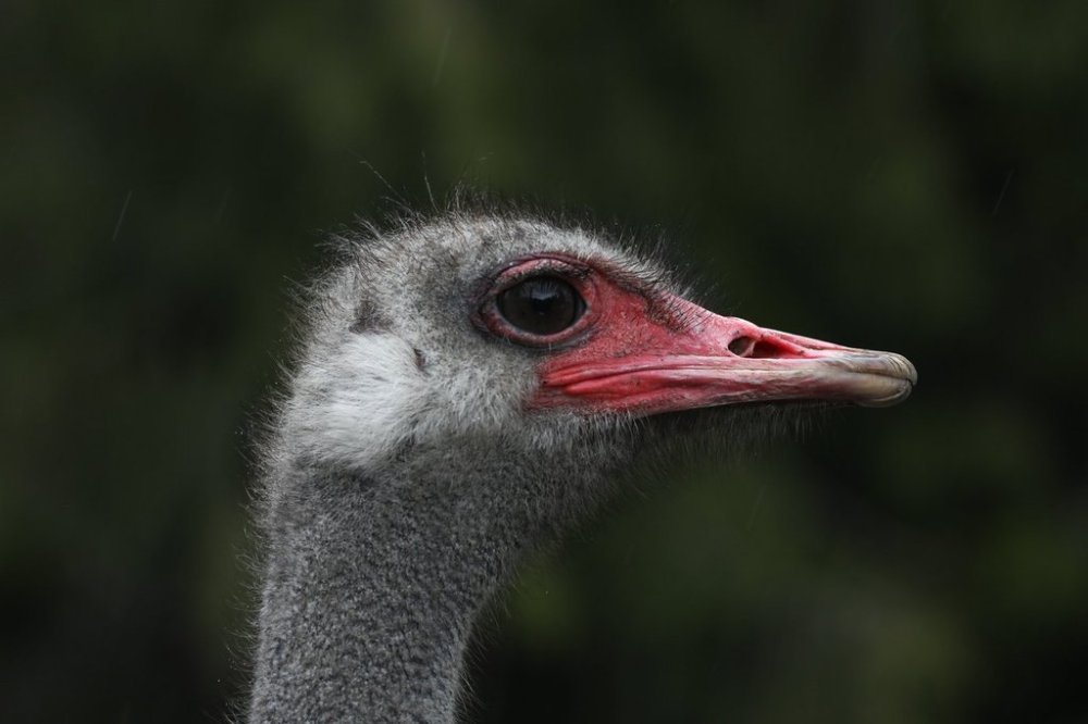 An ostrich at the Universal Ostrich Farms in Edgewood, B.C., on Saturday, May 17, 2025. THE CANADIAN PRESS/Aaron Hemens