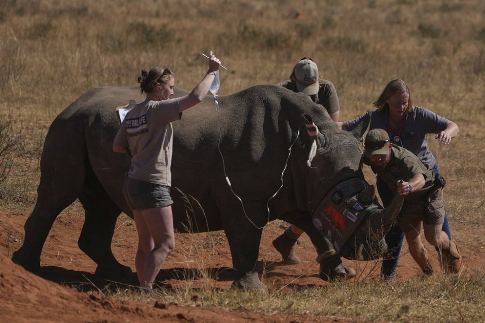 A sedated rhino is being prepared before a hole is drilled into its horn and isotopes carefully inserted, at a rhino orphanage in Mokopane, South Africa, Thursday, July 31, 2025. (AP Photo/Alfonso Nqunjana)