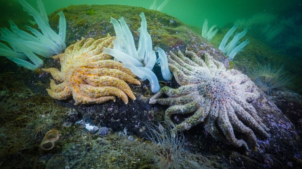 Sunflower sea stars (pycnopodia helianthoides) and sea vases (ciona intestinalis) are seen in the waters in Rivers Inlet, B.C., in an undated handout photo. THE CANADIAN PRESS/Handout - Hakai Institute, Bennett Whitnell (Mandatory Credit)