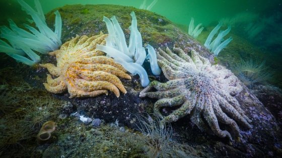 Sunflower sea stars (pycnopodia helianthoides) and sea vases (ciona intestinalis) are seen in the waters in Rivers Inlet, B.C., (Hakai Institute, Bennett Whitnell / The Canadian Press)