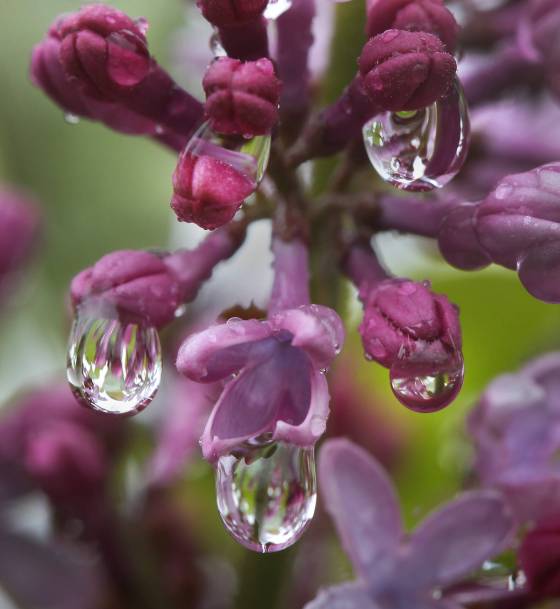 Rain drips from lilac blooms on William Avenue. (Joe Bryksa / Free Press files)