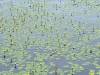 Pam Frampton photo
                                Life imitating art: an array of water lilies conjures up paintings by Claude Monet.