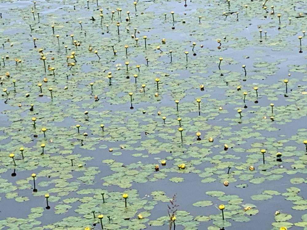 Pam Frampton photo
Life imitating art: an array of water lilies conjures up paintings by Claude Monet.