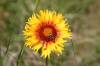 Manitoba Museum
                                Gaillardia aristata is just one of the many wildflower varieties children can learn about this summer.