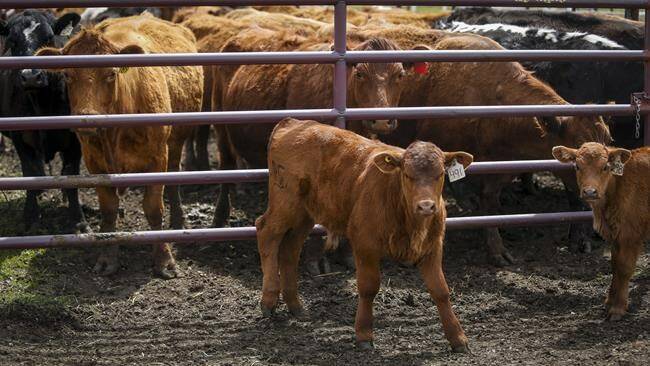 The Rural Municipality of St. Laurent and the RM of Coldwell have declared agricultural emergencies as a persistent drought threatens the cattle industry.(The Canadian Press files)