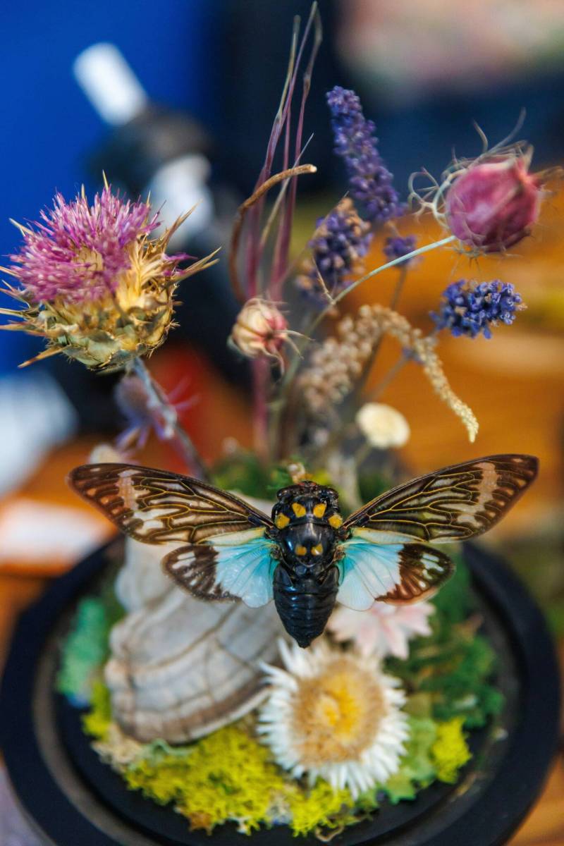 MIKE DEAL / FREE PRESS
Thomson mounts the flora and fauna in cloches, bell jars and vintage receptacles.