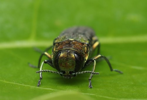 An emerald ash borer that was found by Andrew Short in Vancouver, on June 15, 2023, is seen in a handout photo. The amateur entomologist's discovery revealed the first infestation of the beetle in British Columbia. THE CANADIAN PRESS/Handout — Andrew Short (Mandatory Credit)