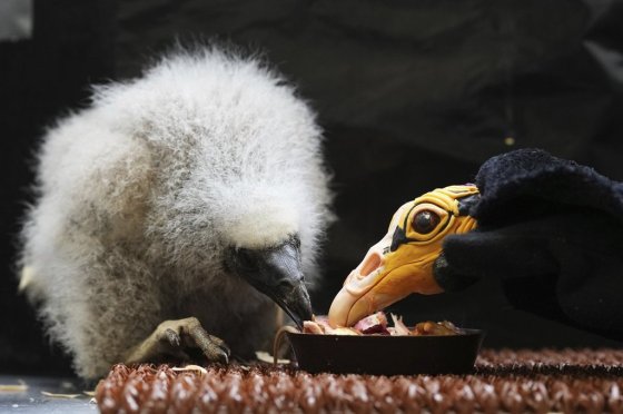 A lesser yellow-headed vulture that hatched three weeks ago is being fed by using a puppet that imitates a parent bird at the zoo in Prague, Czech Republic, Thursday. (Petr David Josek / The Associated Press)