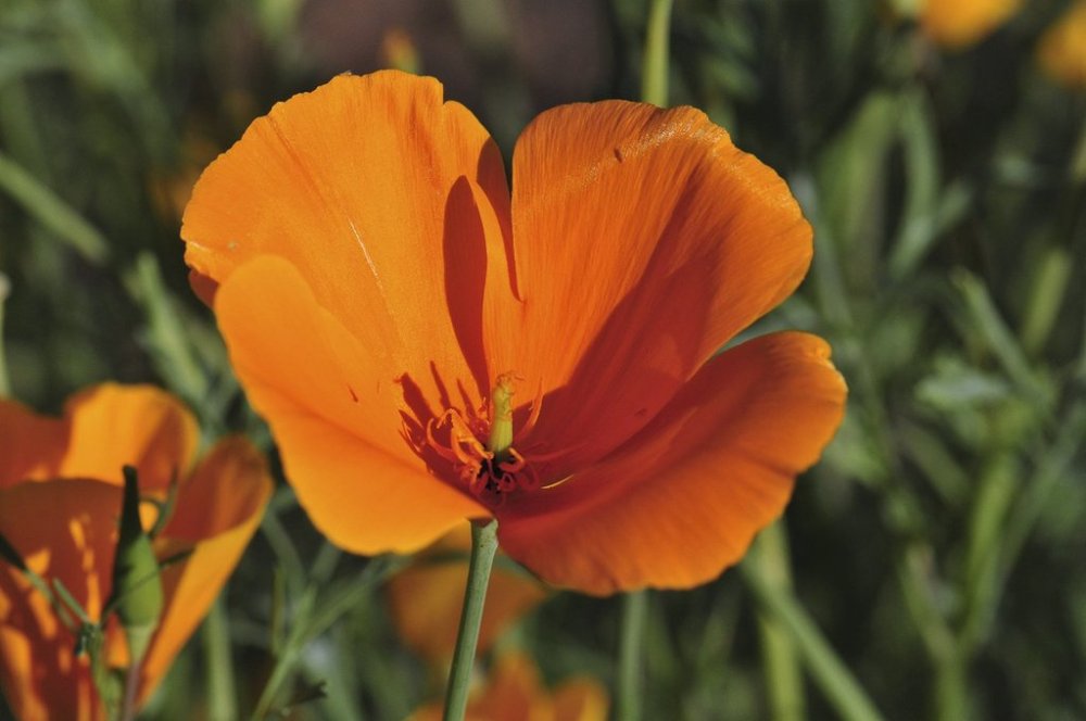 This March 15, 2011 image provided by Lady Bird Johnson Wildflower Center shows the native California poppies (Eschscholzia californica) blooming in Scottsdale, Ariz. (Gene Sturla/Lady Bird Johnson Wildflower Center via AP)