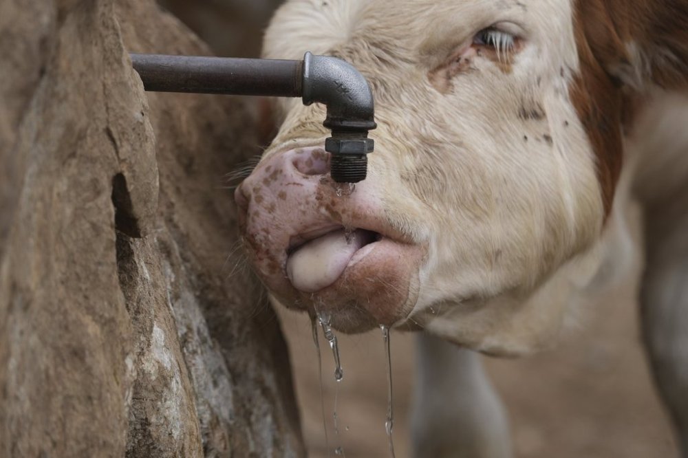 A cow drinks water from drying mountain spring during a severe drought on a mountain Suva Planina, in southeast Serbia, Thursday, July 17, 2025. (AP Photo/Darko Vojinovic)