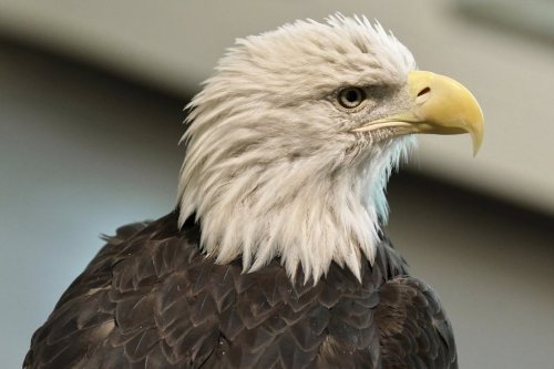 Angel, a 26-year-old bald eagle from Wisconsin that was too gravely injured to be returned to the wild, serves as 