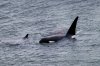 Orcas swim in the Vancouver harbour in this June 14, 2025 handout photo. THE CANADIAN PRESS/Handout, Chatchawan Jaksuwong (Mandatory Credit)