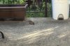 A rat is shown on Montreal resident James Klein's property in this undated handout photo. Klein says the rats outside his home have stopped him from eating outside all summer. THE CANADIAN PRESS/Handout - James Klein (Mandatory Credit)