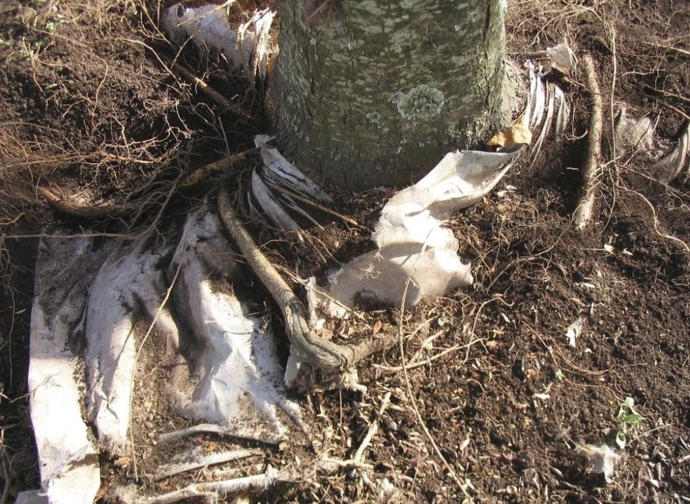 This 2010 image provided by Bugwood.org shows tree roots that have become tangled up in landscaping fabric. When this occurs, root growth is restricted, which negatively impacts tree or plant health. (Joe Murray/Treebio.com/Bugwood.org)