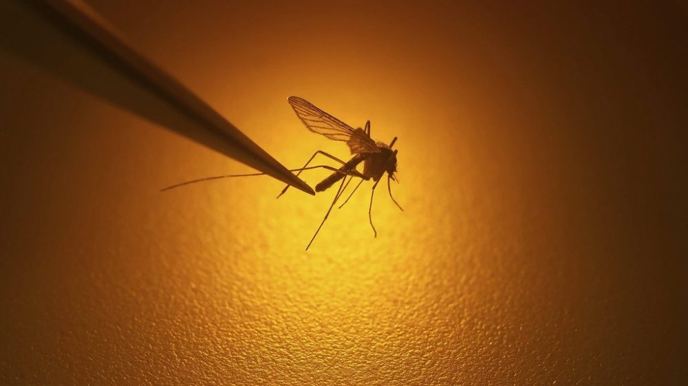 File - In this Aug. 26, 2019, file photo, Salt Lake City Mosquito Abatement District biologist Nadja Reissen examines a mosquito. (AP Photo/Rick Bowmer, File)