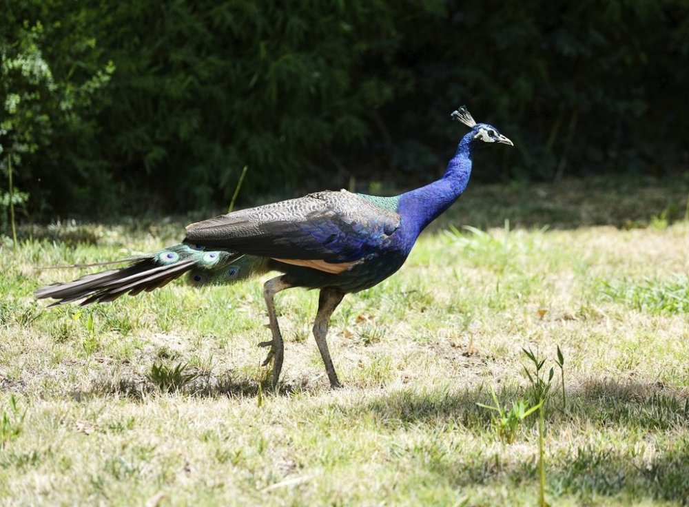 Are Peacocks Exotic Birds in Usa: Stunning Facts Revealed