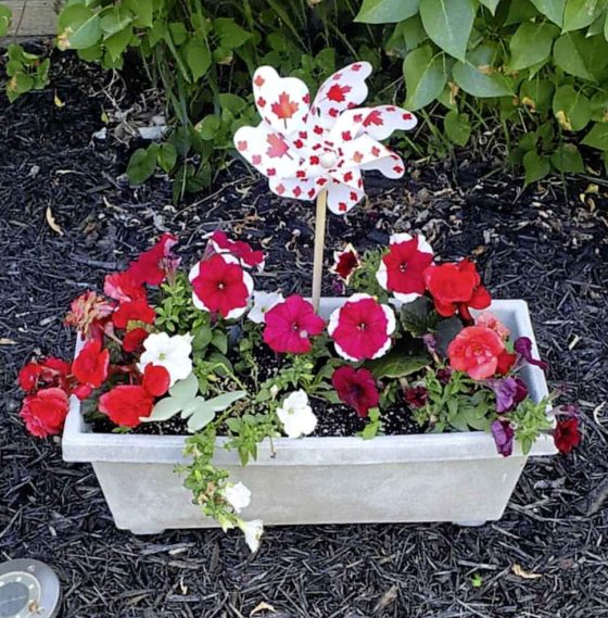 A Canada Day red and white container. (Lois Wales photo)