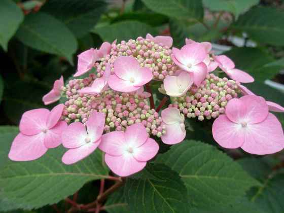 Do not fertilize trees, shrubs or perennials in August. Shown: Endless Summer hydrangea. (Colleen Zacharias photo)