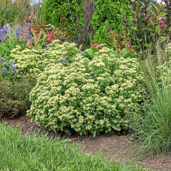 What am I? (Walters Gardens photo)