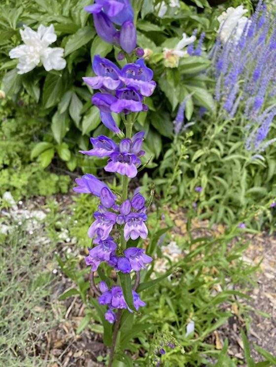 Penstemon strictus Rocky Mountain (Leila Wegert photo)