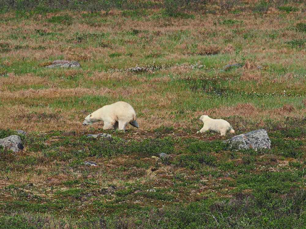 QUENT PLETT PHOTO
Tripod's got a big job ahead of her in protecting her cub: Male polar bears will kill cubs so the mother will mate again sooner, and wolf packs hunt newborn cubs.
