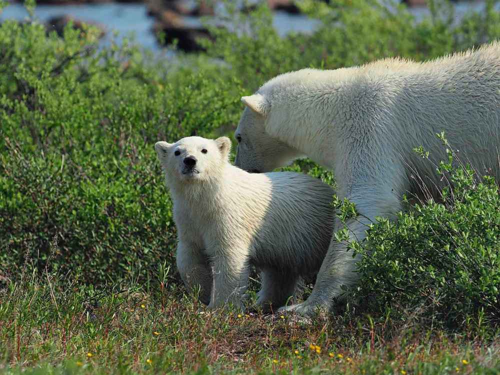 QUENT PLETT PHOTO
Female polar bears give birth in early winter, and the cubs stay in the den for the first few months. Mom then heads back out onto the sea ice with her cubs to hunt in early spring before returning to land for the summer, as Tripod and her cub recently did.