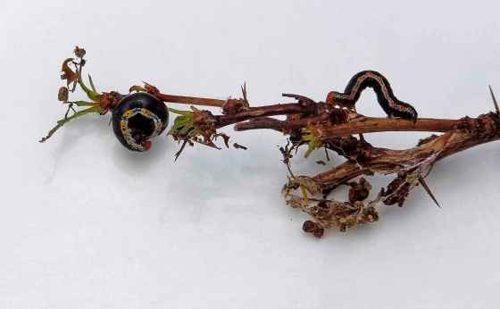 A Barberry looper on a defoliated branch. (Colleen Zacharias photo)