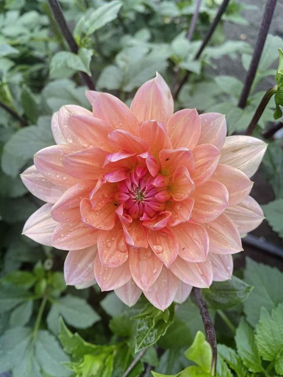 Apricot Desire, the most-wanted dahlia for weddings. (Prairie Grove Acres)