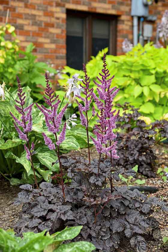 Astilbe Dark Side of the Moon (Proven Winners)